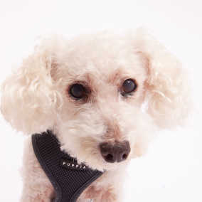 Wilfred