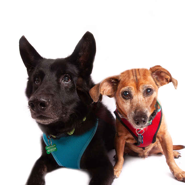 Schnitzel & Ludwig