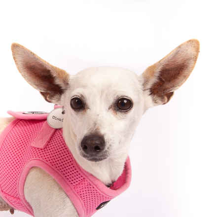 Gia