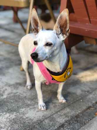 Gia