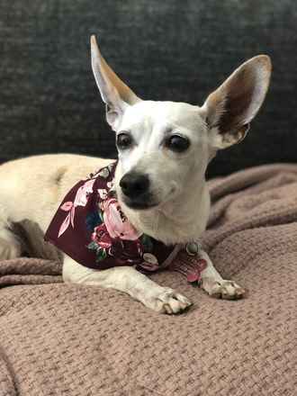 Gia