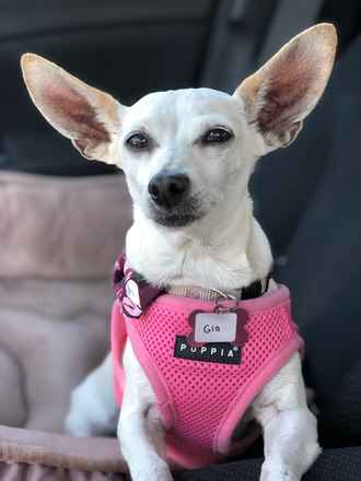 Gia