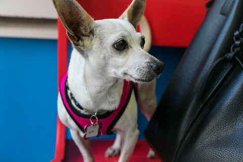 Gia