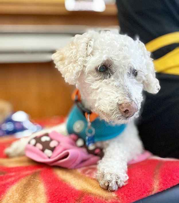 Enzo