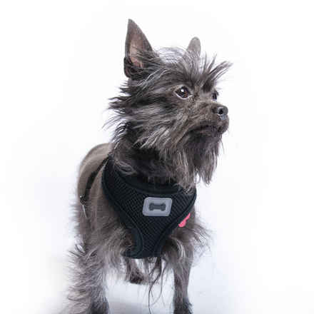 Mogwai