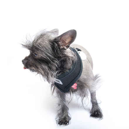 Mogwai