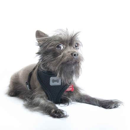Mogwai