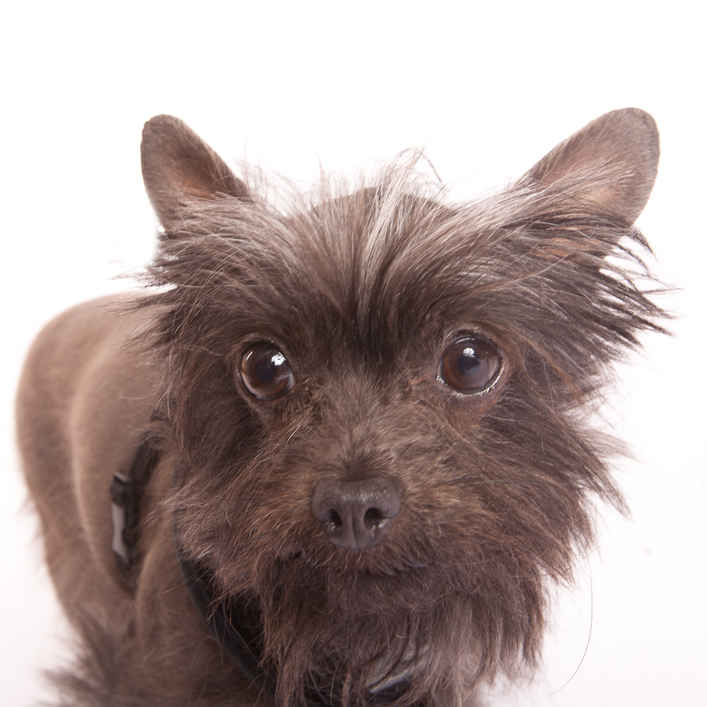 Mogwai