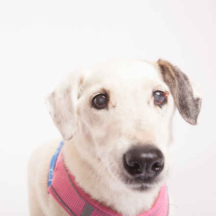 Sophie