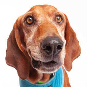 Hubert