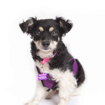 Betty Boop