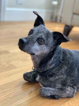 Maximilian