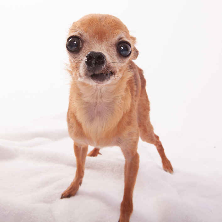 Fawn