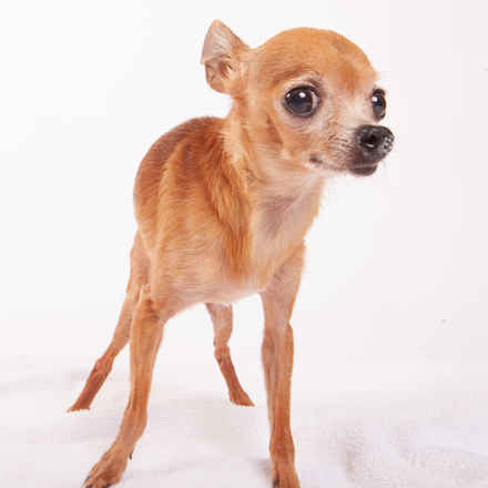 Fawn