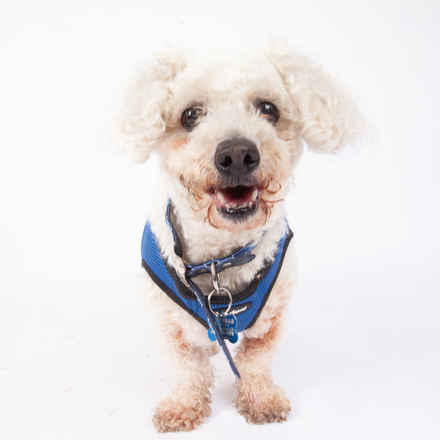 Fluff Daddy