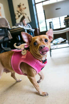Deion