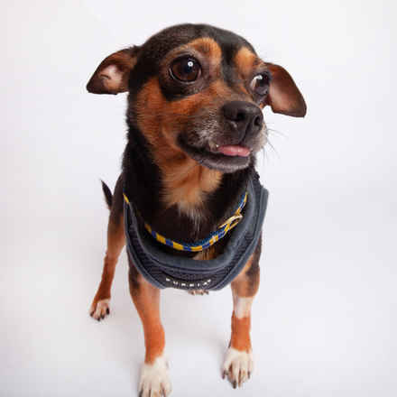 Pippin