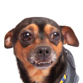 Pippin