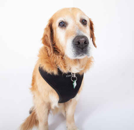 Bonnie Jovi