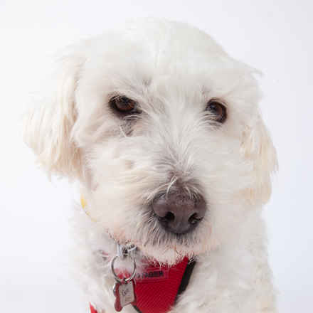 Rocco Roll