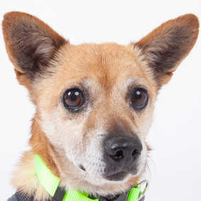 Gulliver