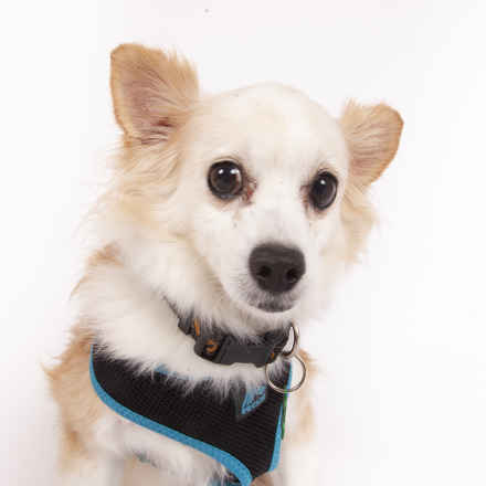 Fanny Pack