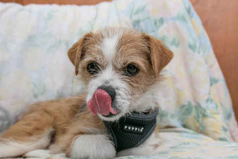 Alf
