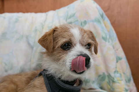Alf