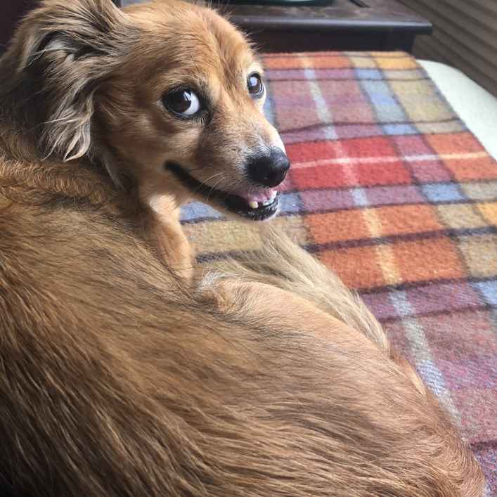 Bisou