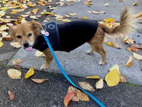 Bisou