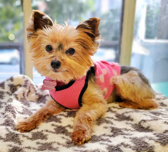 Tutu