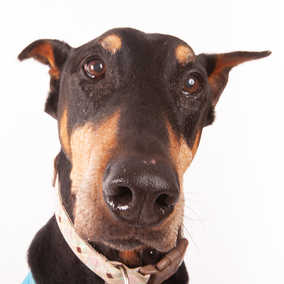 Ernie