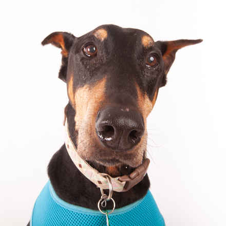 Ernie