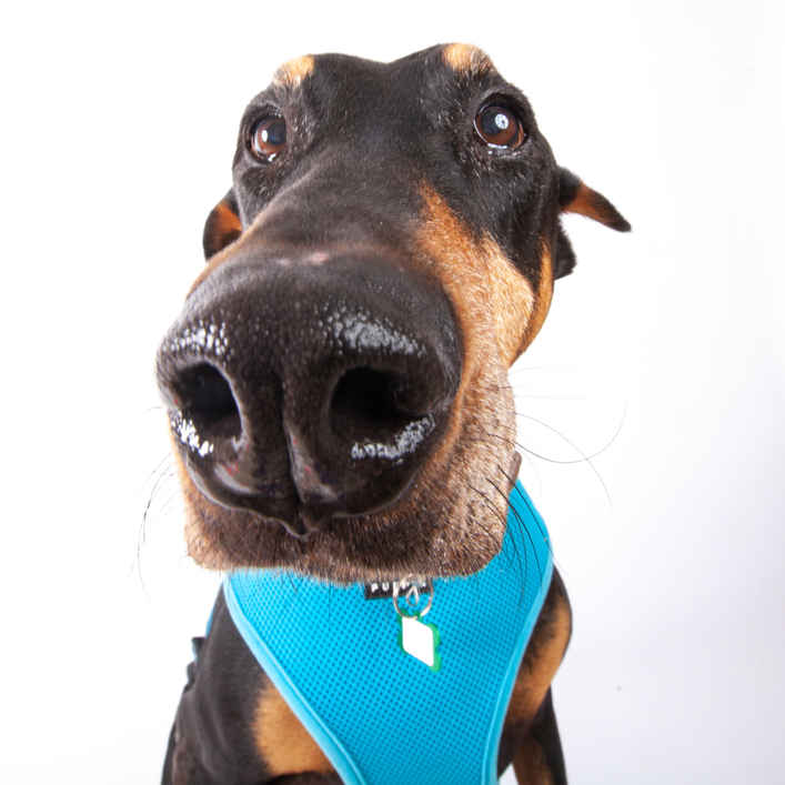 Ernie