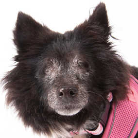 Annie Bear