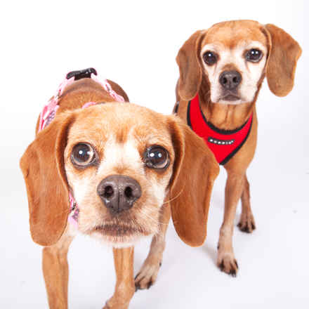 Laverne & Shirley