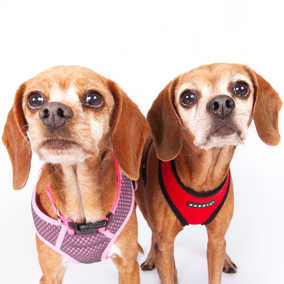 Laverne & Shirley