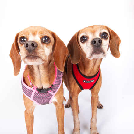 Laverne & Shirley