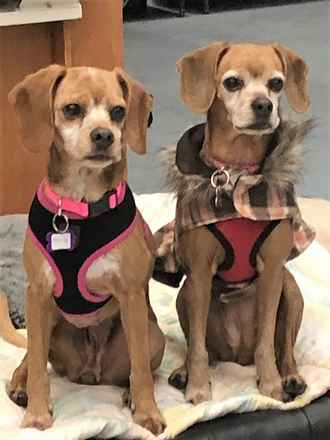 Laverne & Shirley