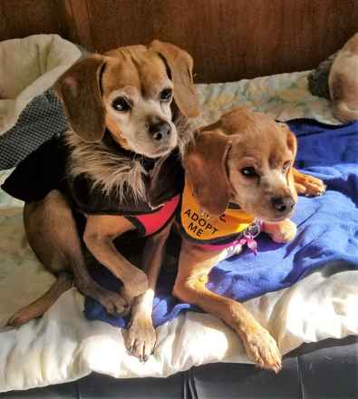 Laverne & Shirley