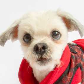 Wicket