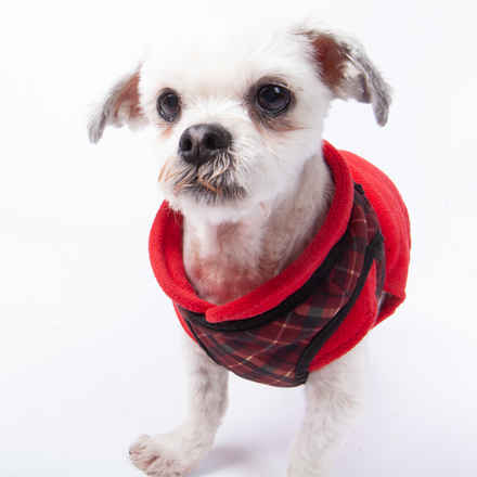 Wicket