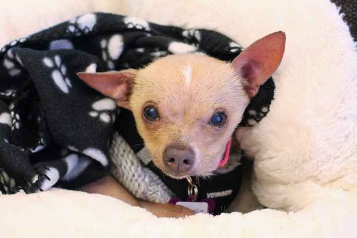 Kewpie