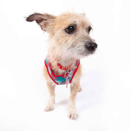 Charlie Girl