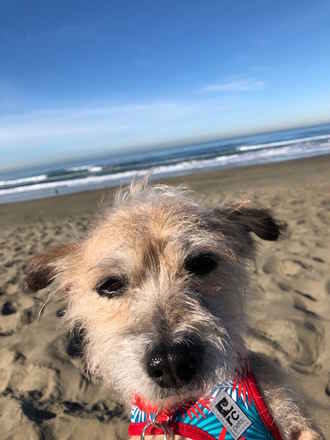Charlie Girl