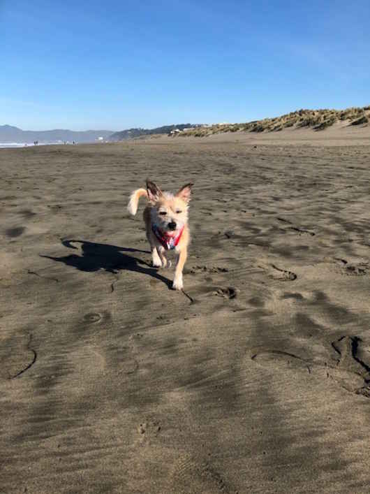 Charlie Girl