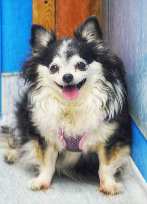 Jilly Bean