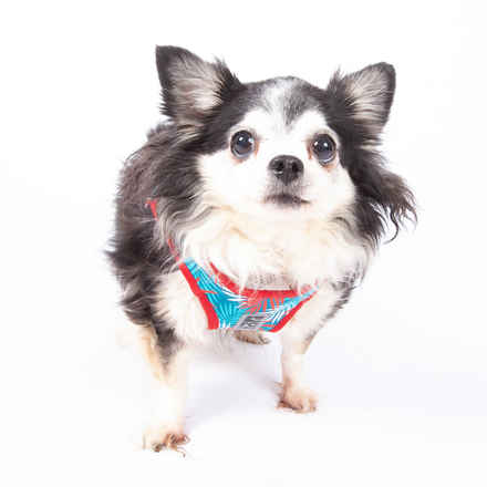 Jilly Bean