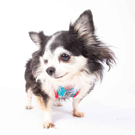 Jilly Bean