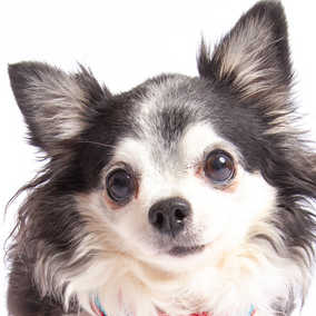 Jilly Bean